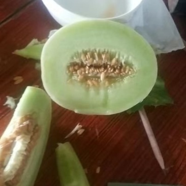 玉姑甜瓜
