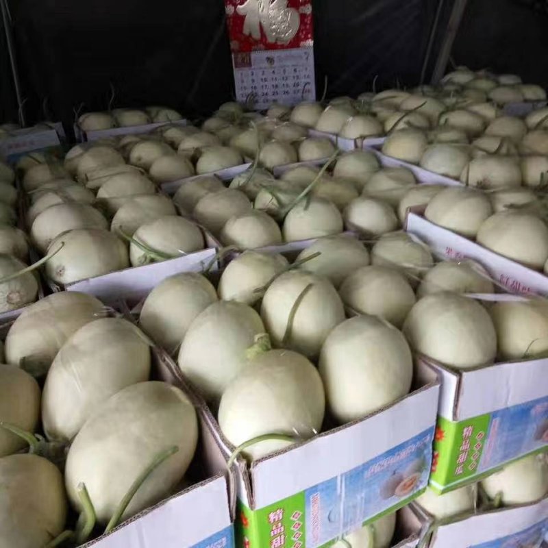 玉姑甜瓜