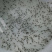 南美白对虾虾苗欢迎技术咨询