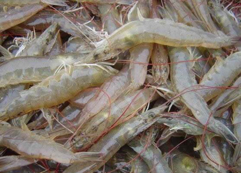 南美白对虾虾苗欢迎技术咨询