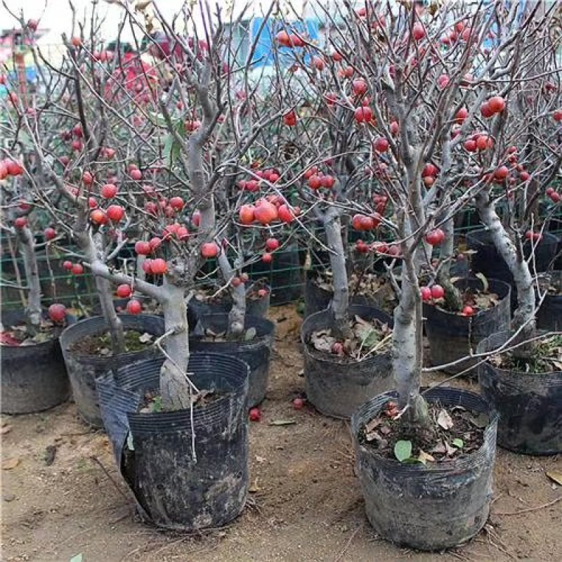 矮化苹果盆栽地栽南北方种植阳台室外当年结果