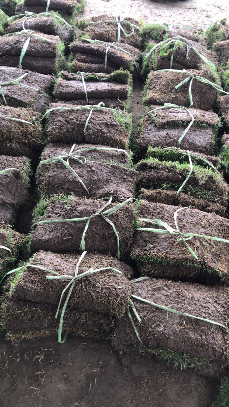 草坪四季青草坪马里拉草坪果岭草草坪基地量大从优直