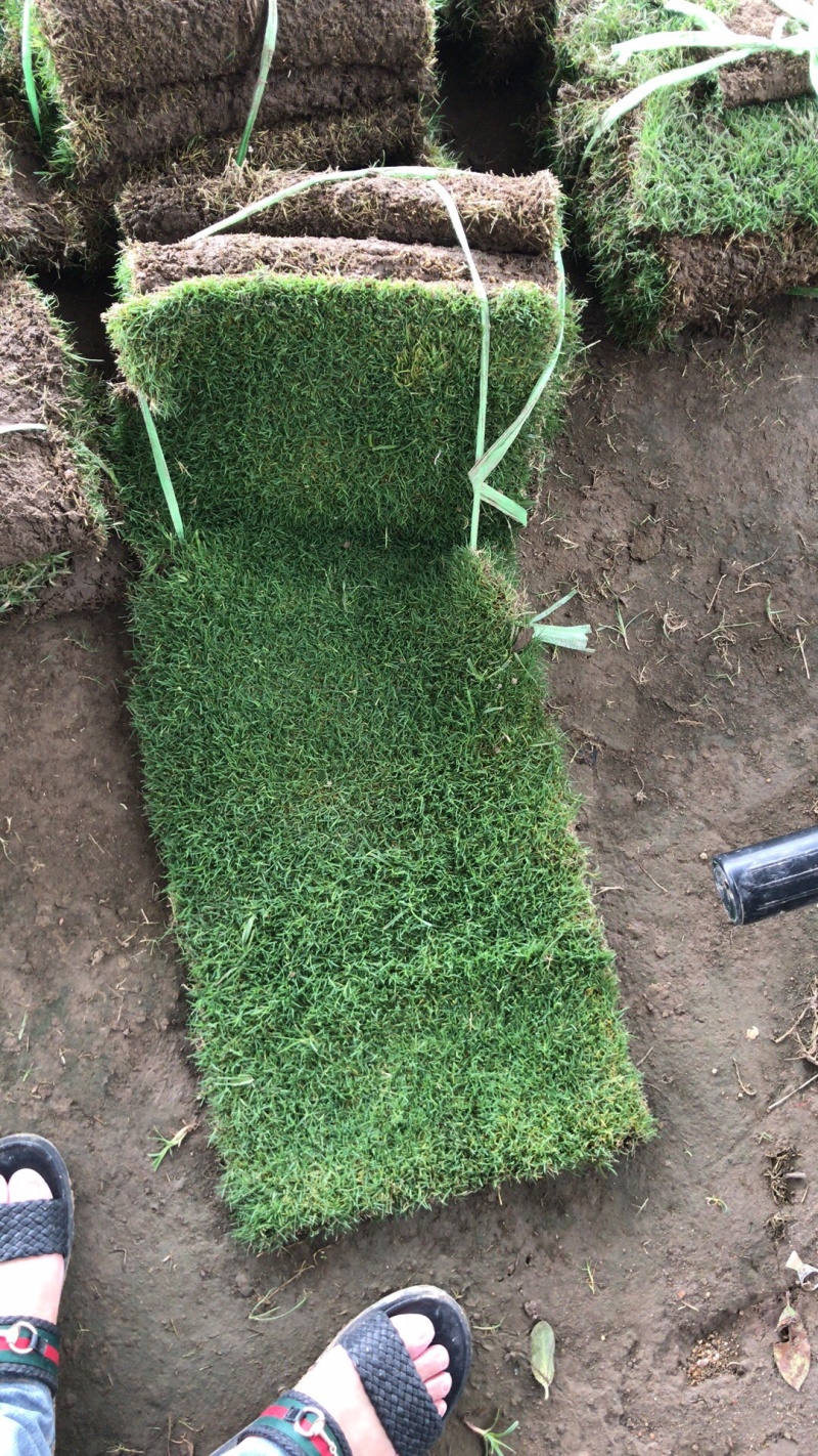 草坪四季青草坪马里拉草坪果岭草草坪基地量大从优直