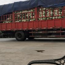 #白菜#四川大白菜大量上市了，欢迎全国老板前来实地考察