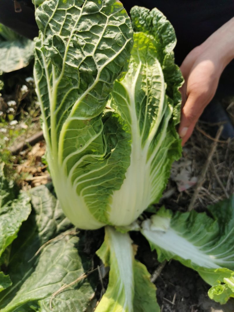 #白菜#四川大白菜大量上市了，欢迎全国老板前来实地考察