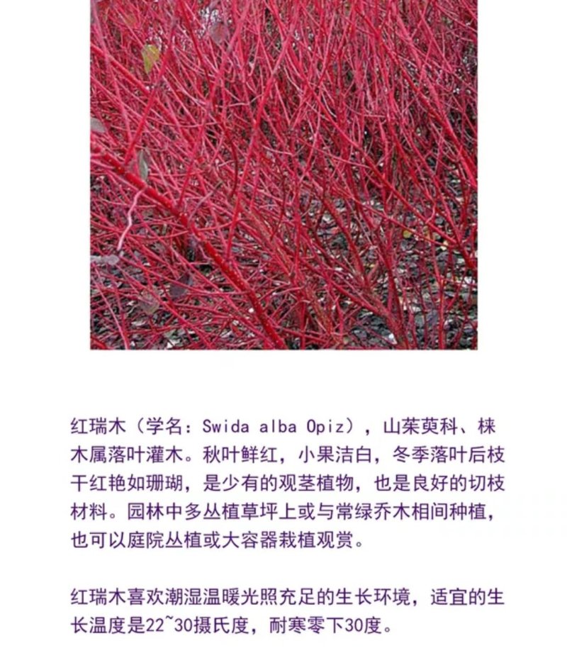 红柳树苗红端木绿化苗南北方适宜品种优良保证成活