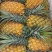 【特实惠】徐闻菠萝现货供应中心金钻菠萝新鲜水果质优价廉