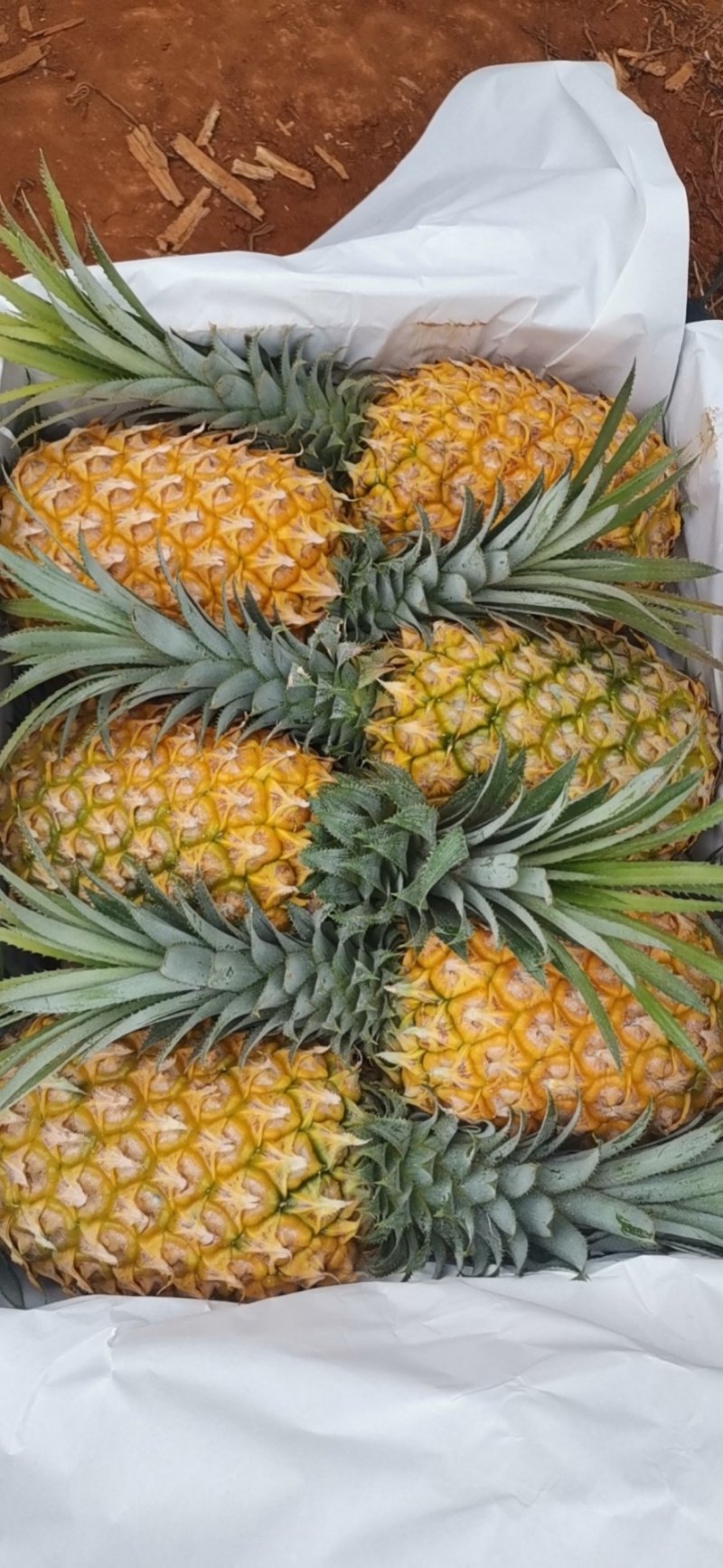 【特实惠】徐闻菠萝现货供应中心金钻菠萝新鲜水果质优价廉