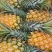 【特实惠】徐闻菠萝现货供应中心金钻菠萝新鲜水果质优价廉