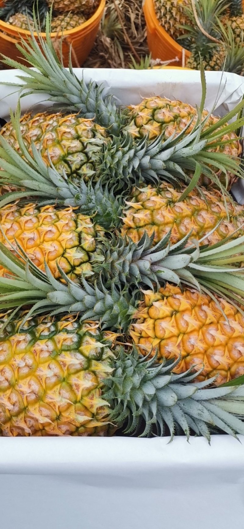 【特实惠】徐闻菠萝现货供应中心金钻菠萝新鲜水果质优价廉