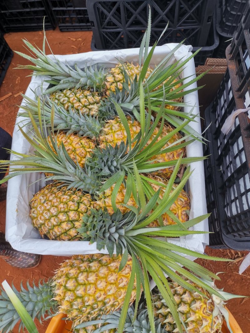 【特实惠】徐闻菠萝现货供应中心金钻菠萝新鲜水果质优价廉