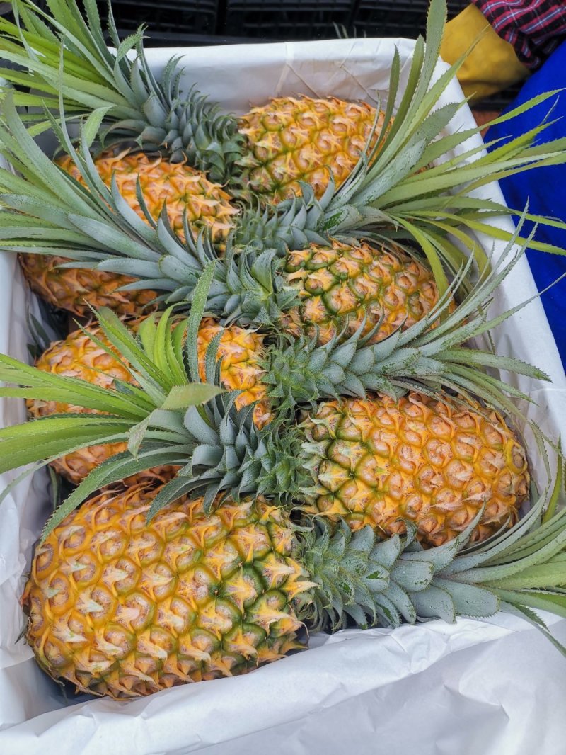 【特实惠】徐闻菠萝现货供应中心金钻菠萝新鲜水果质优价廉
