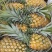 【特实惠】徐闻菠萝现货供应中心金钻菠萝新鲜水果质优价廉