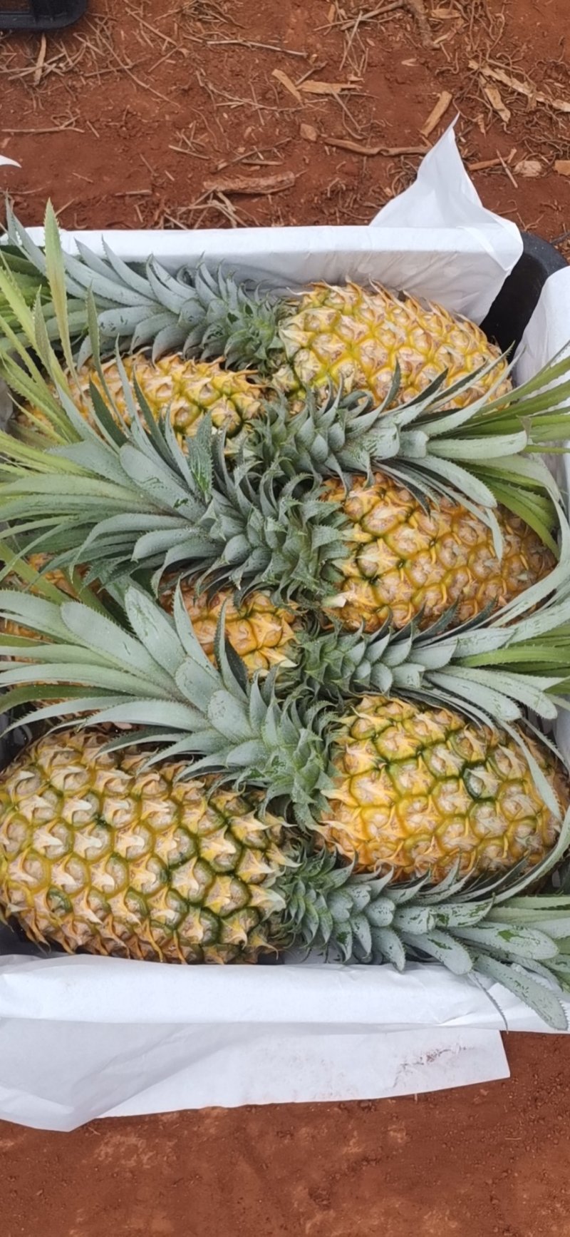【特实惠】徐闻菠萝现货供应中心金钻菠萝新鲜水果质优价廉