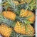 【特实惠】徐闻菠萝现货供应中心金钻菠萝新鲜水果质优价廉