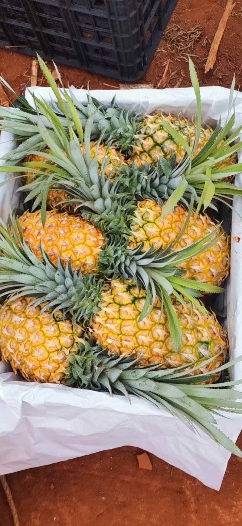 【特实惠】徐闻菠萝现货供应中心金钻菠萝新鲜水果质优价廉