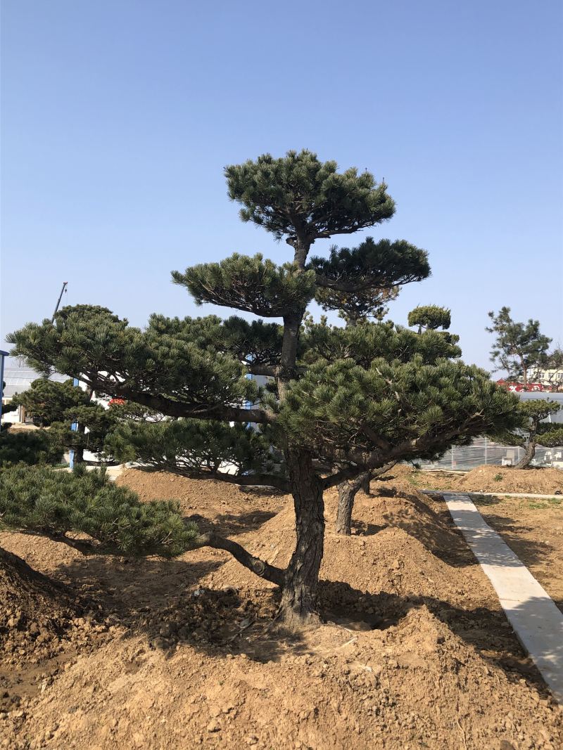 精品造型松黑松罗汉松景观优美基地直销