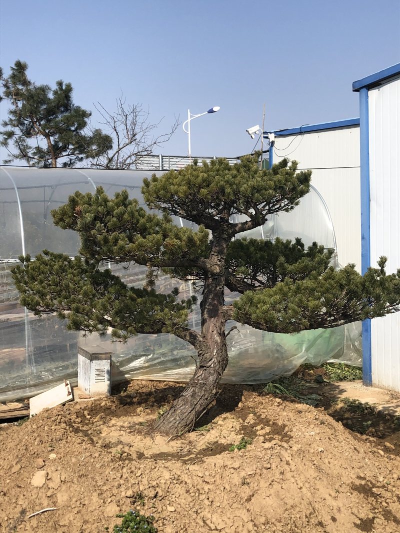 精品造型松黑松罗汉松景观优美基地直销