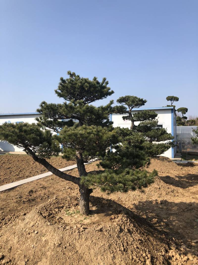 精品造型松黑松罗汉松景观优美基地直销