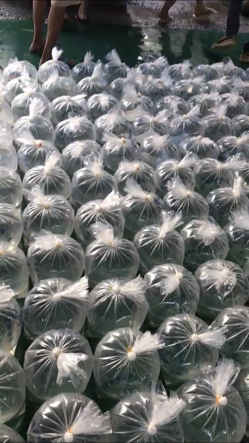 鲈鱼加州鲈鱼苗欢迎咨询