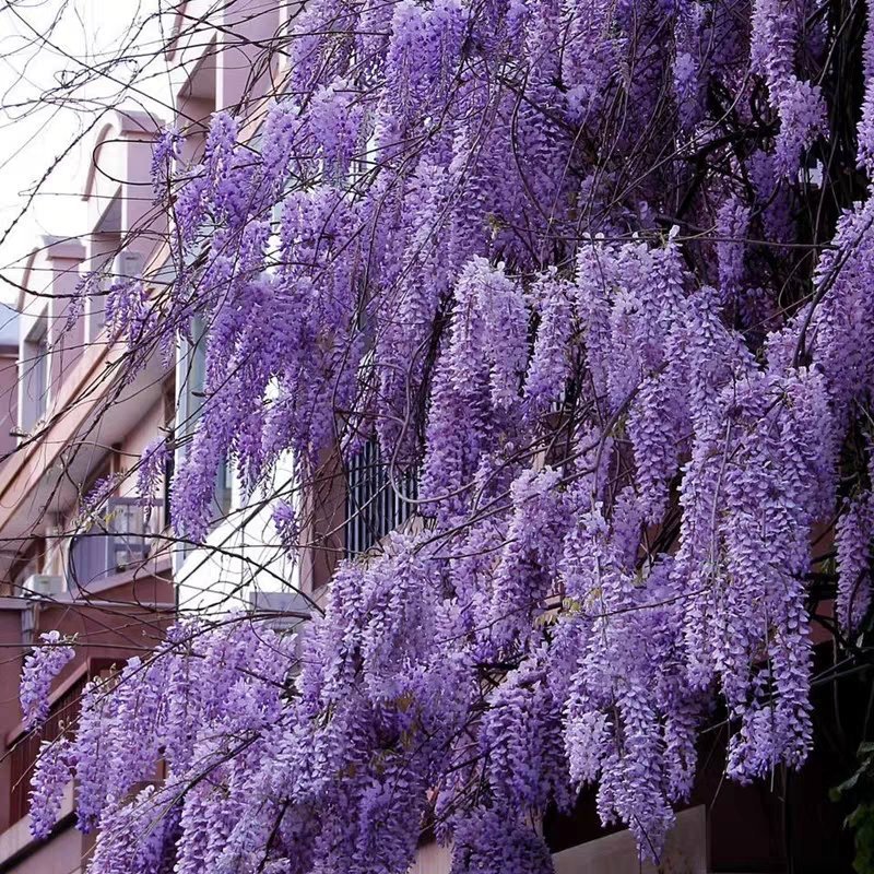 紫藤花苗丰花紫藤盆栽地载南北方适宜品种纯正保证成活