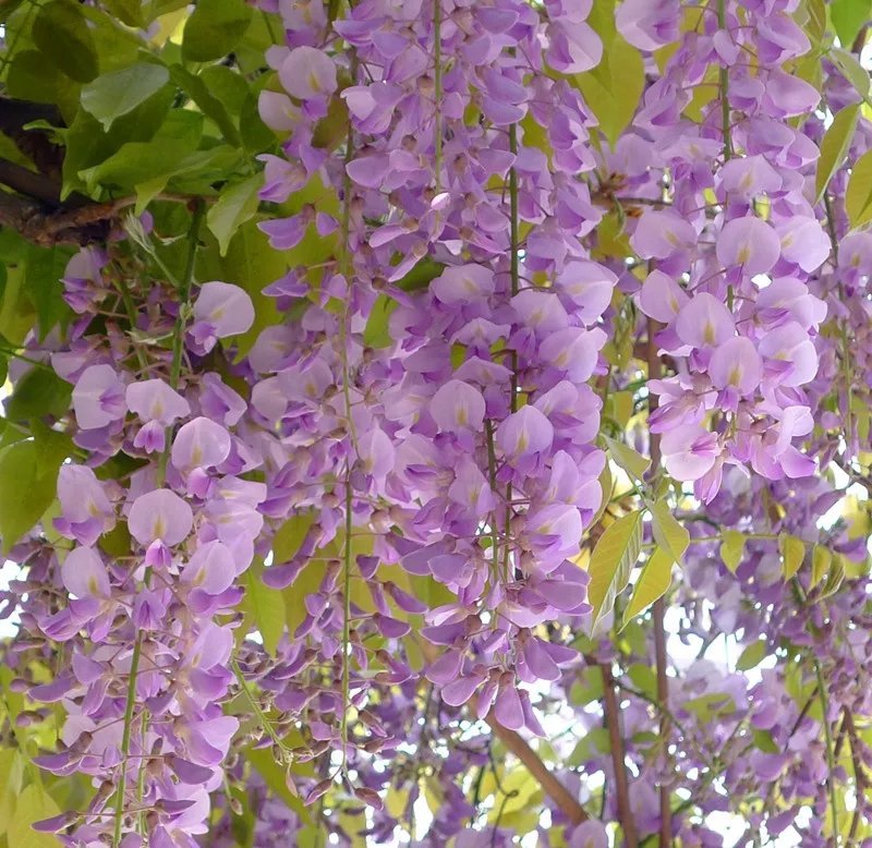 紫藤花苗丰花紫藤盆栽地载南北方适宜品种纯正保证成活