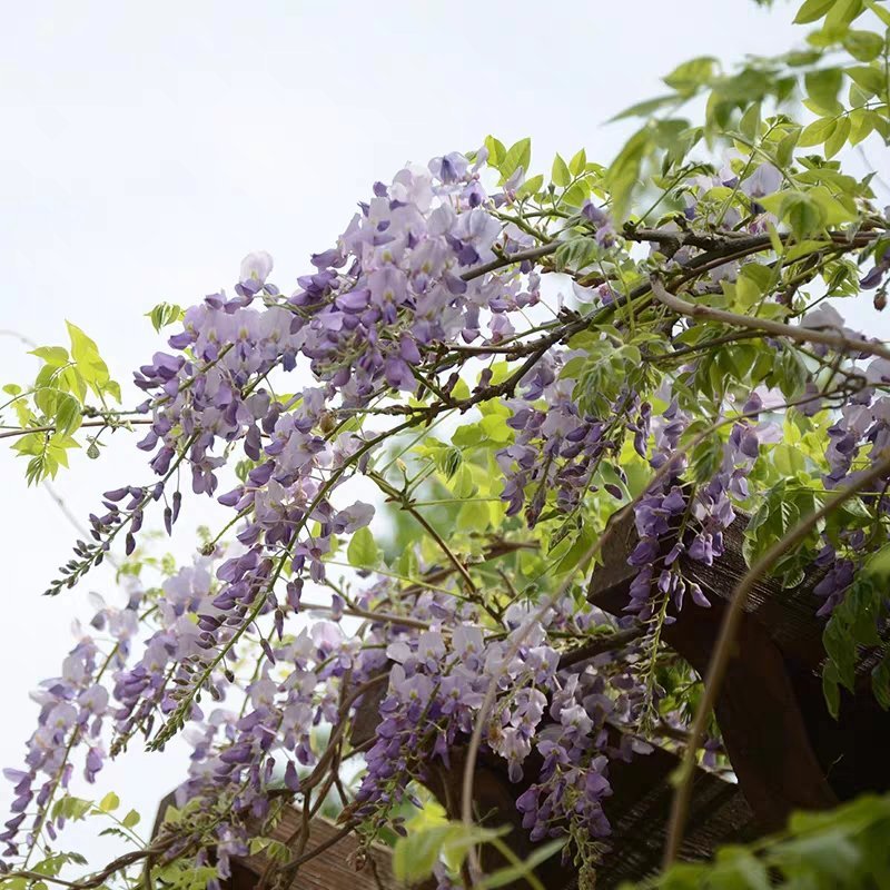 紫藤花苗丰花紫藤盆栽地载南北方适宜品种纯正保证成活