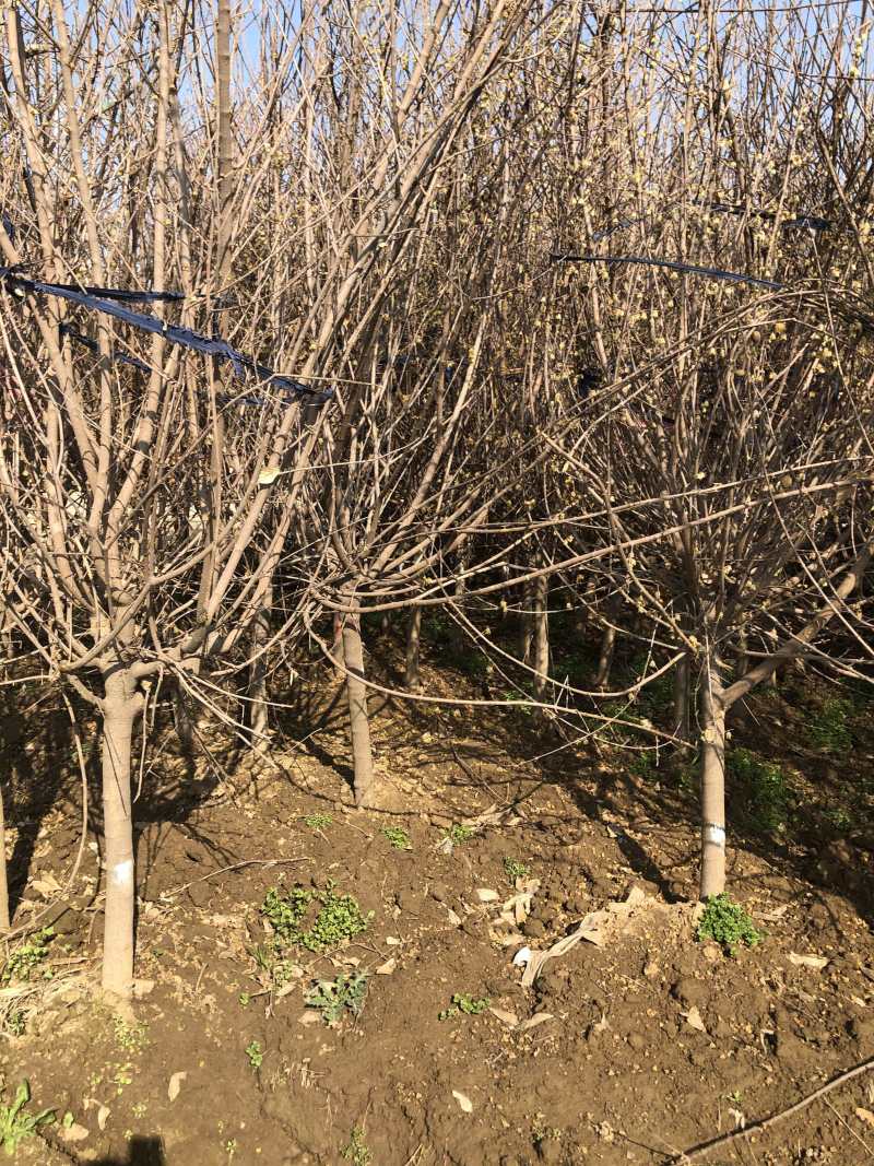 独杆腊梅丛生腊梅基地直销价格优惠代发全国