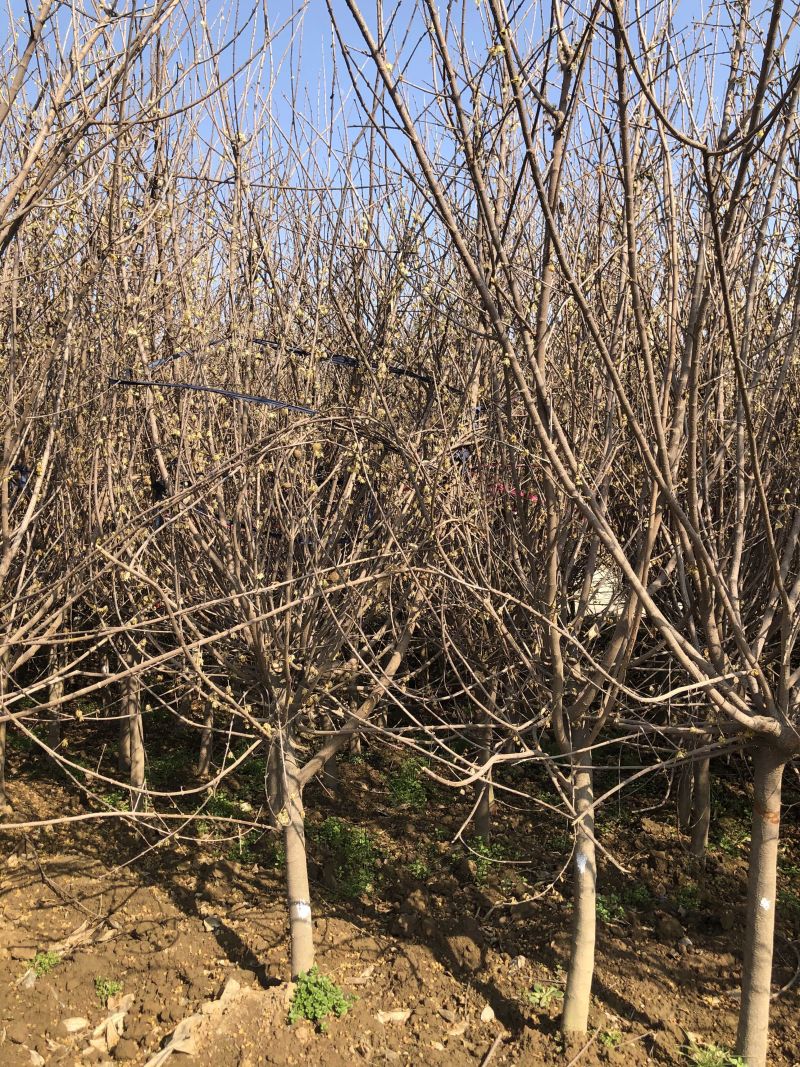 独杆腊梅丛生腊梅基地直销价格优惠代发全国