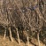 独杆腊梅丛生腊梅基地直销价格优惠代发全国