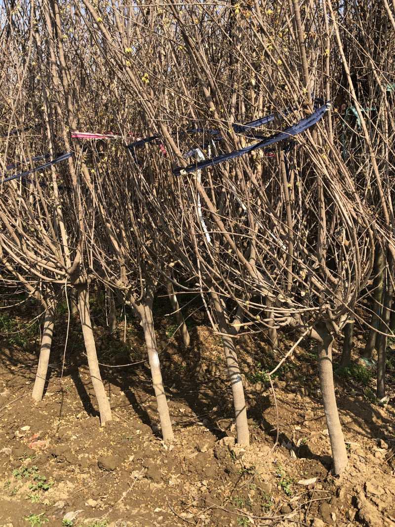 独杆腊梅丛生腊梅基地直销价格优惠代发全国