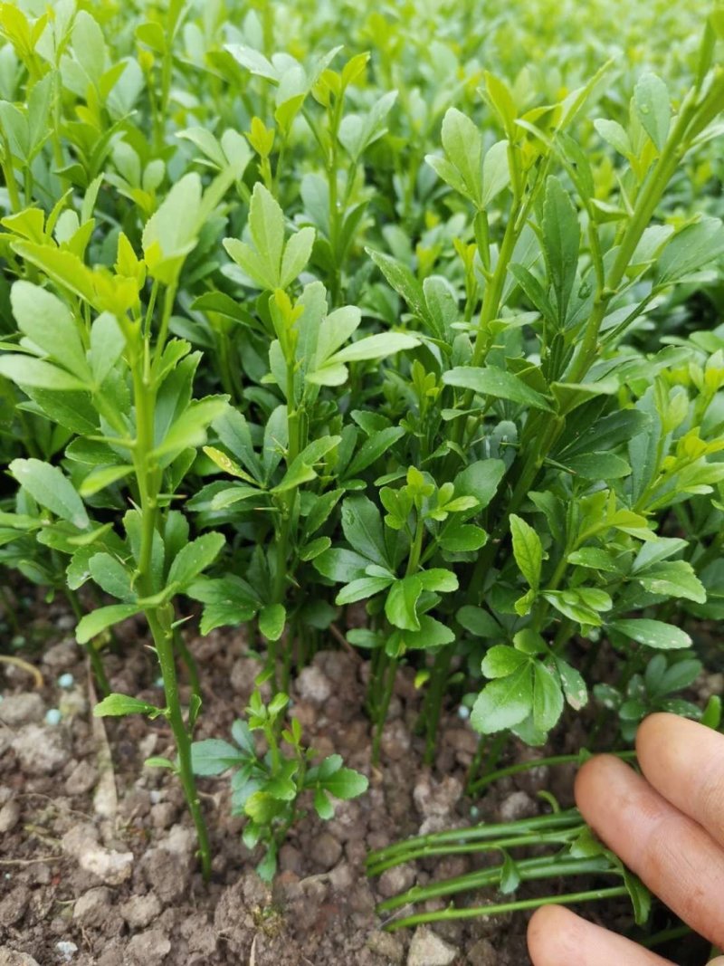 积壳苗积壳奶苗积壳芽苗积壳砧木保湿包邮发货
