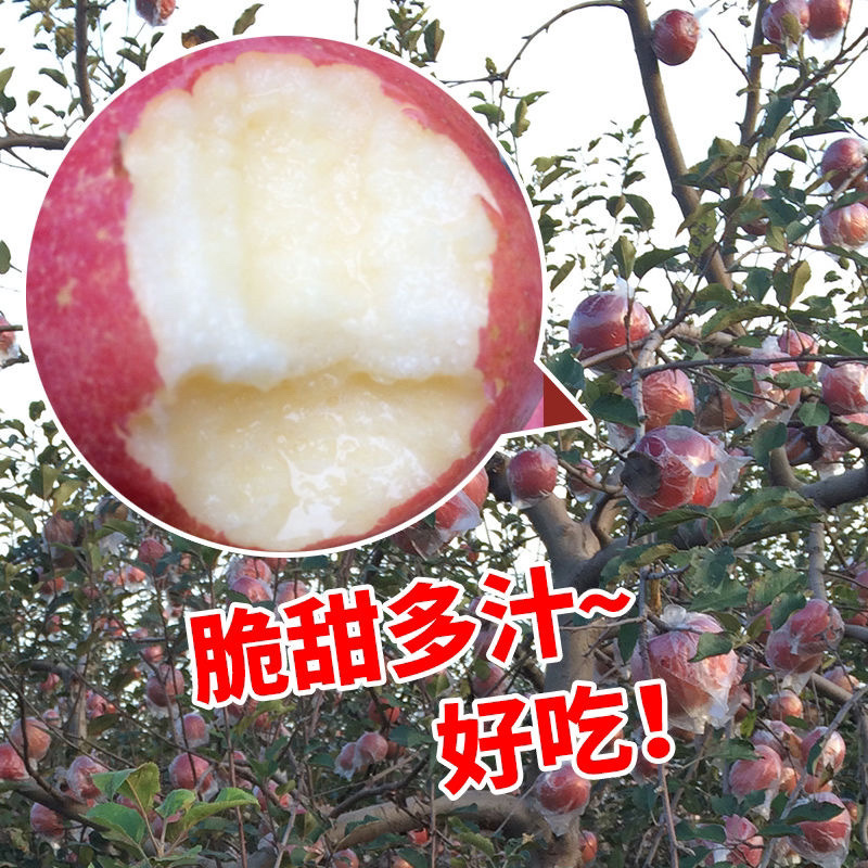 万荣苹果冰糖心苹果(果大味甜品质好)货源充足价格便宜