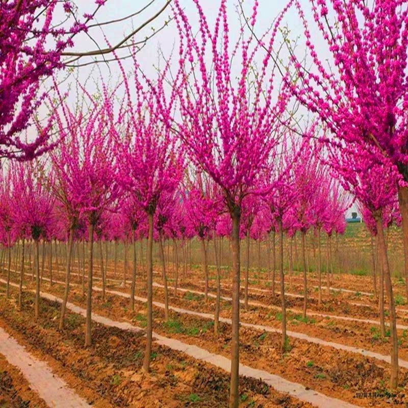 紫荆花苗南北方适宜基地直销保证成活红粉颜色可搭配