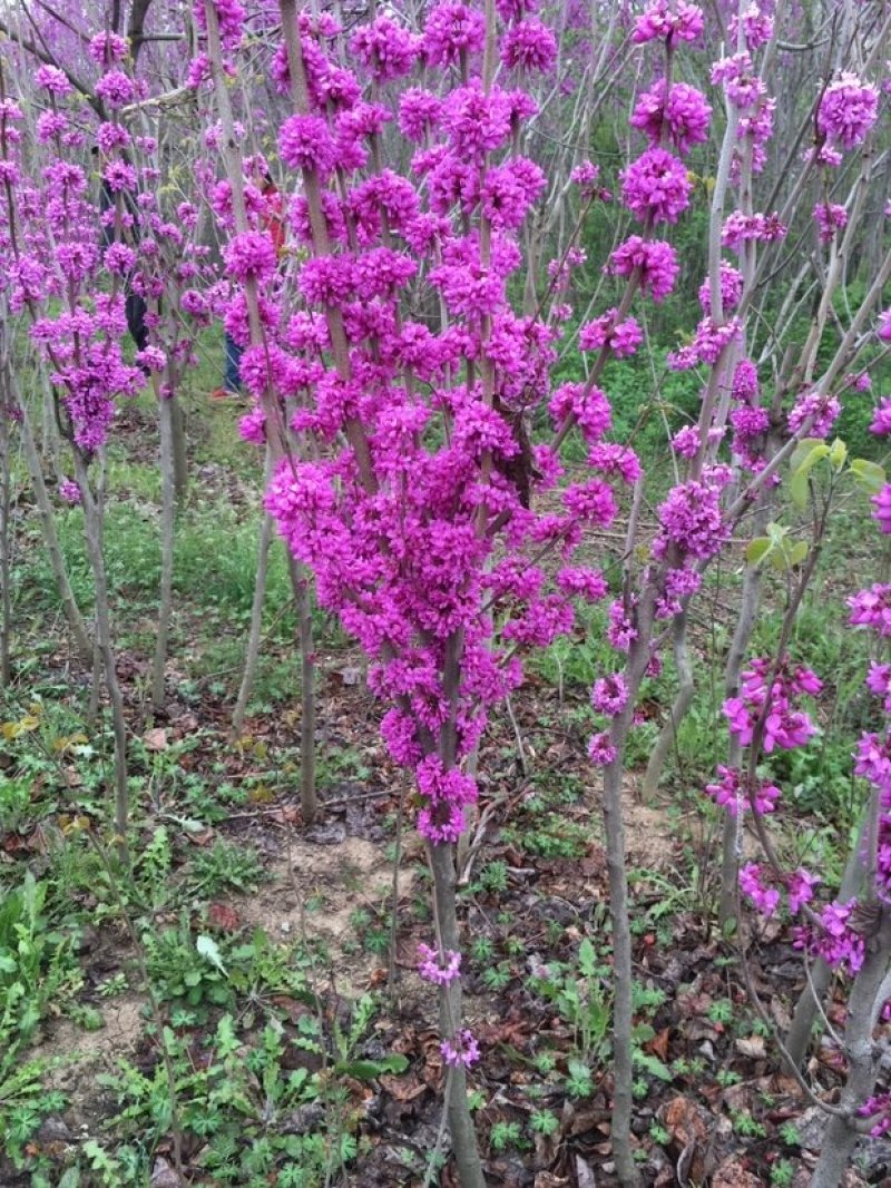 紫荆花苗南北方适宜基地直销保证成活红粉颜色可搭配