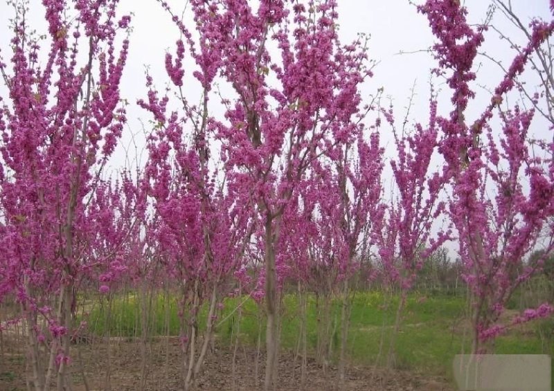 紫荆花苗南北方适宜基地直销保证成活红粉颜色可搭配