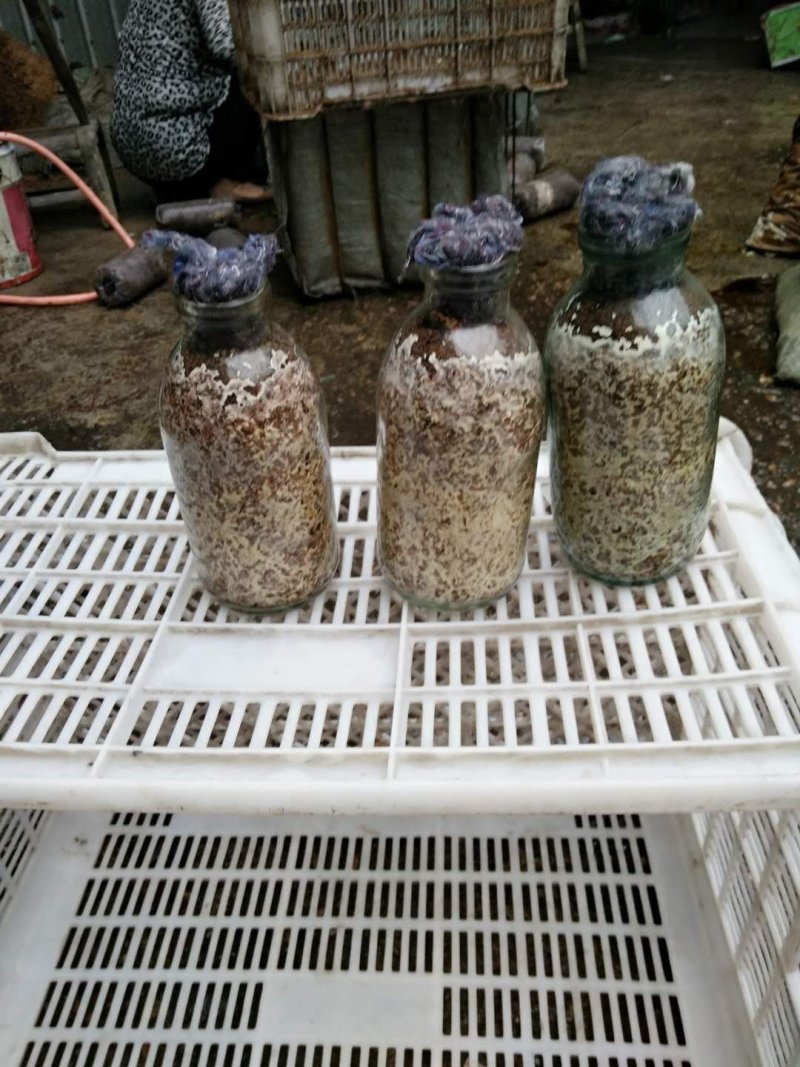 天麻猪苓通用优质密环菌母种原种栽培种欢迎电联系