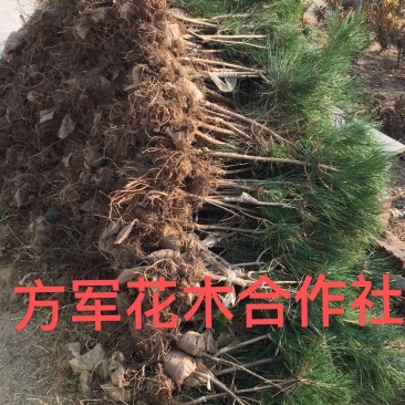 正品黑松苗免费包邮提供造型设计样品量大提供发票