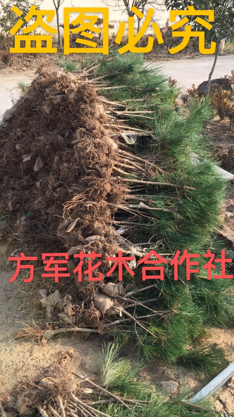 正品黑松苗免费包邮提供造型设计样品量大提供发票