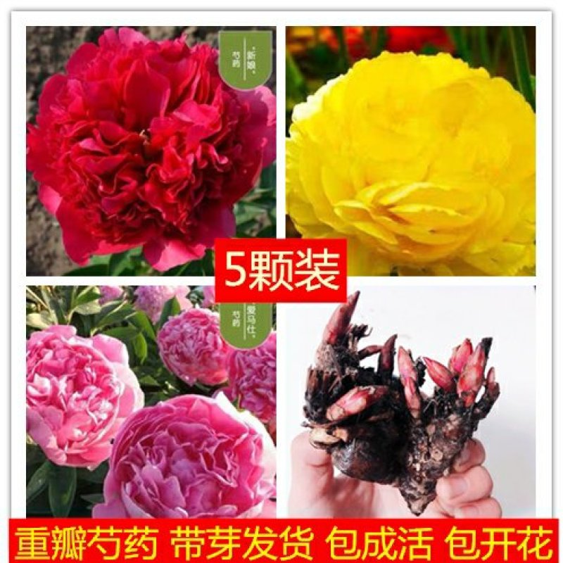 芍药花苗庭院花卉四季开花牡丹花根易活芍药根块带芽发货