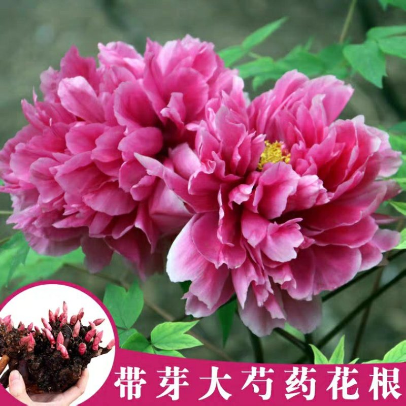 芍药花苗庭院花卉四季开花牡丹花根易活芍药根块带芽发货