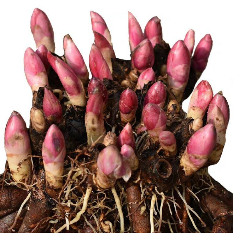 芍药花苗庭院花卉四季开花牡丹花根易活芍药根块带芽发货