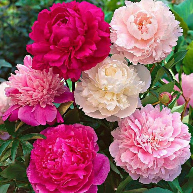 芍药花苗庭院花卉四季开花牡丹花根易活芍药根块带芽发货