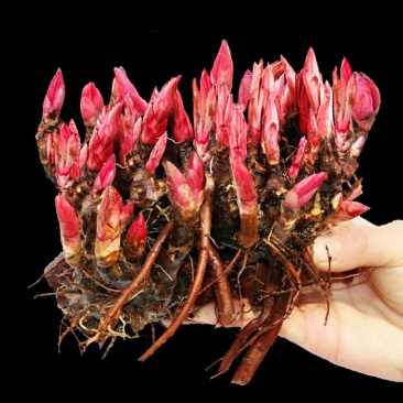 芍药花苗庭院花卉四季开花牡丹花根易活芍药根块带芽发货