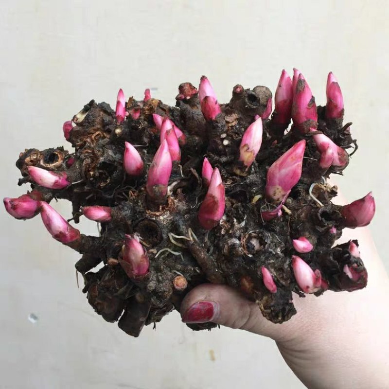 芍药花苗庭院花卉四季开花牡丹花根易活芍药根块带芽发货