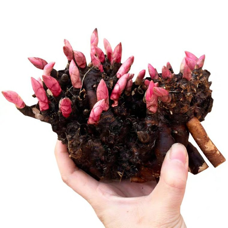 芍药花苗庭院花卉四季开花牡丹花根易活芍药根块带芽发货
