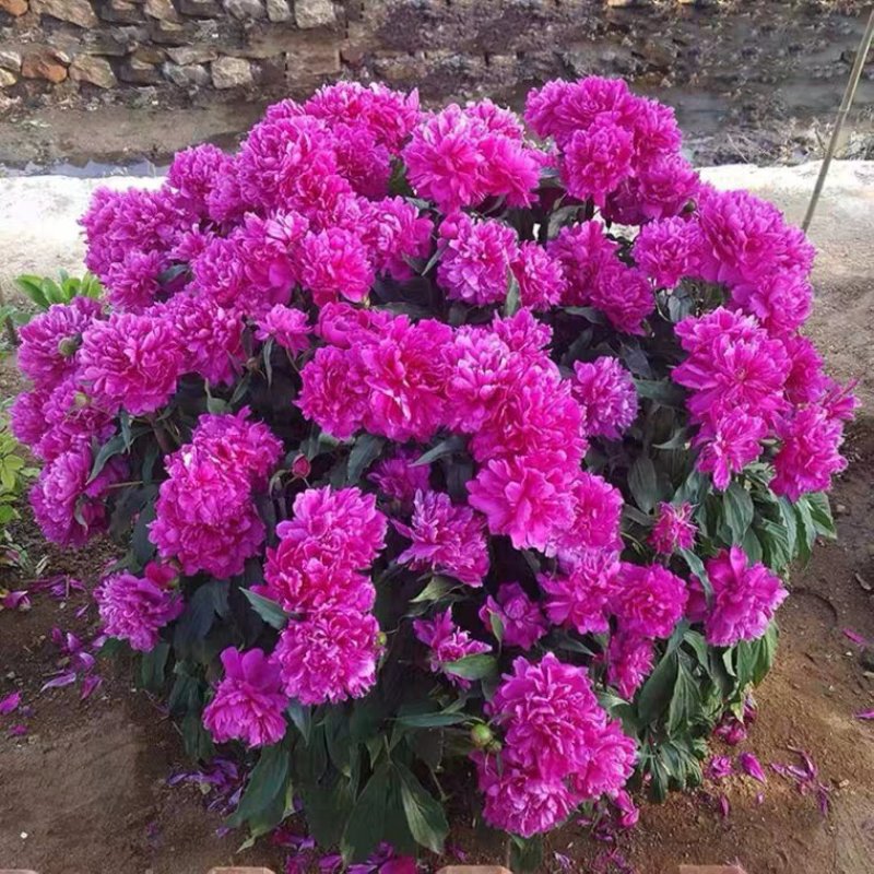 芍药花苗庭院花卉四季开花牡丹花根易活芍药根块带芽发货