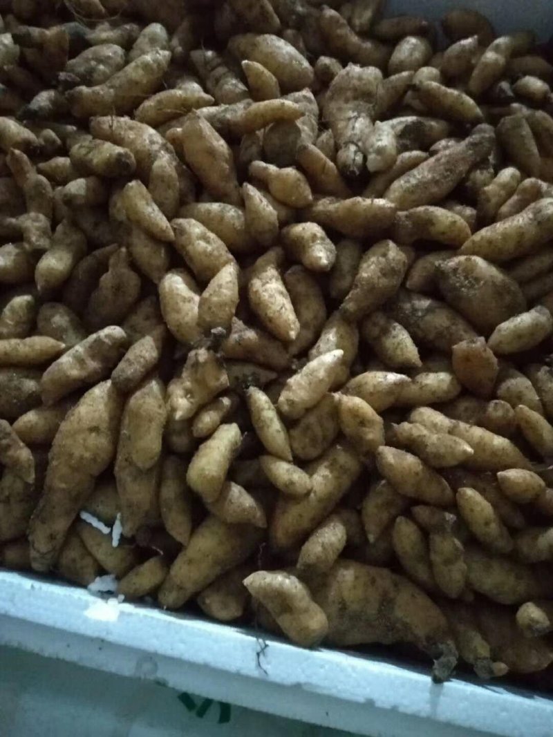 天麻猪苓通用优质密环菌母种原种栽培种欢迎电联系