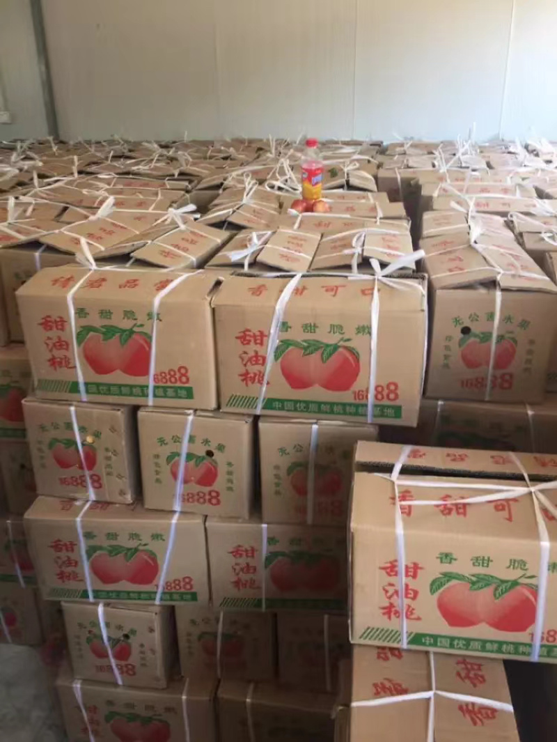 大量518露天油桃精品518油桃河南南阳产地直供全国代发