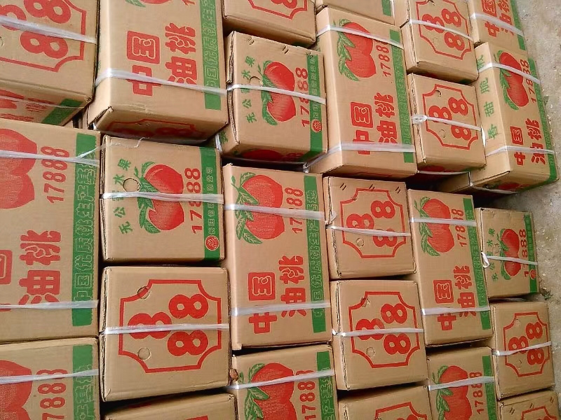 大量518露天油桃精品518油桃河南南阳产地直供全国代发